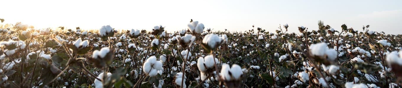 banner-bio-baumwolle