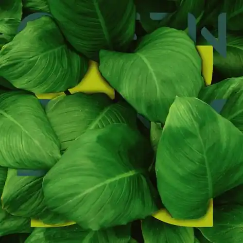 Aufmacher_Greenbox_Marke