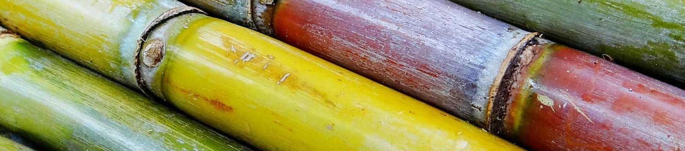 banner-zuckerrohr-bagasse