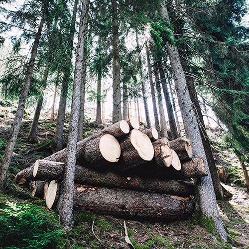 fsc-holz