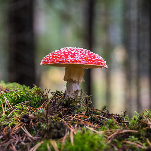 pilz-im-wald