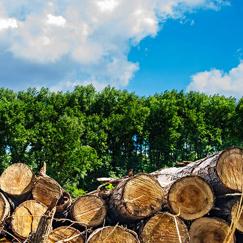 stapel-holz-wald-himmel