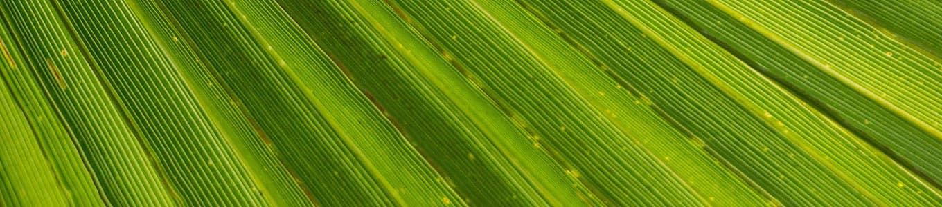 banner-palmblatt