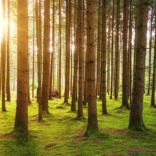 thumb-nachhaltige-forstwirtschaft